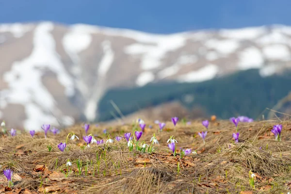 Saffron Crocus sativus flowers blossom in alpine meadow landscape, with beautiful blurred mountains in the background, covered in snow.