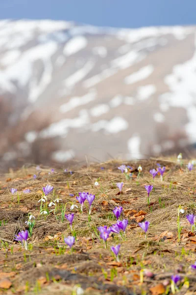 Saffron Crocus sativus flowers blossom in alpine meadow landscape, with beautiful blurred mountains in the background, covered in snow.