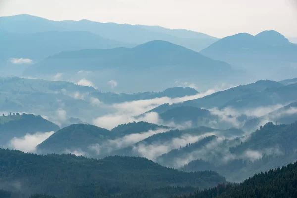 Breathtaking panoramic view of magnificent foggy Carpathian mountains, covered with evergreen forest on misty quiet morning or evening under light clear sky. Distant layers mountains range in morning.