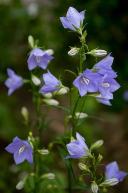 flowerbed, yaz çiçek, güzel çiçekler, mavi çan, flowerbed, yaz çiçek, çan çan çiçeği.