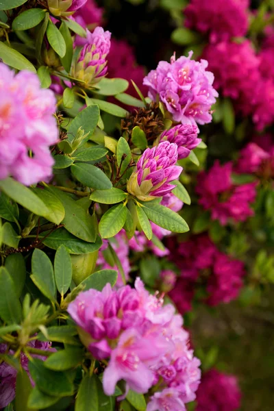 ormangülü bush, pembe çiçekler, kırmızı çiçekler, Bahçe çiçekleri, çiçek açan ormangülü, park çiçekler, yemyeşil çiçekler, çiçek