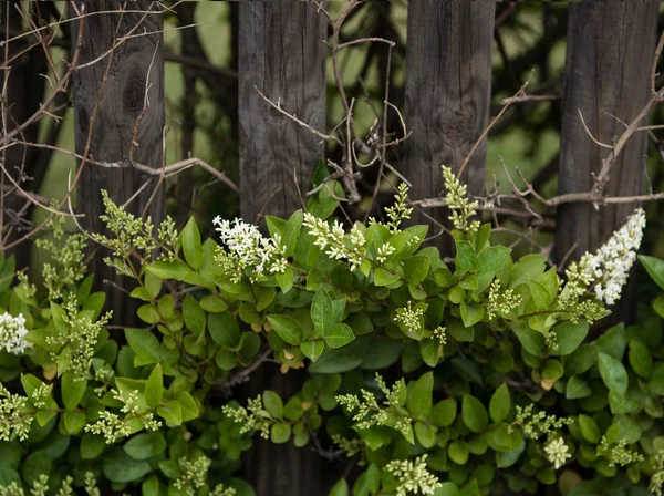 Nyári Nyári Növények Kerítés Cserje Levelei Virágos Bush Fehér Virágok — Stock Fotó