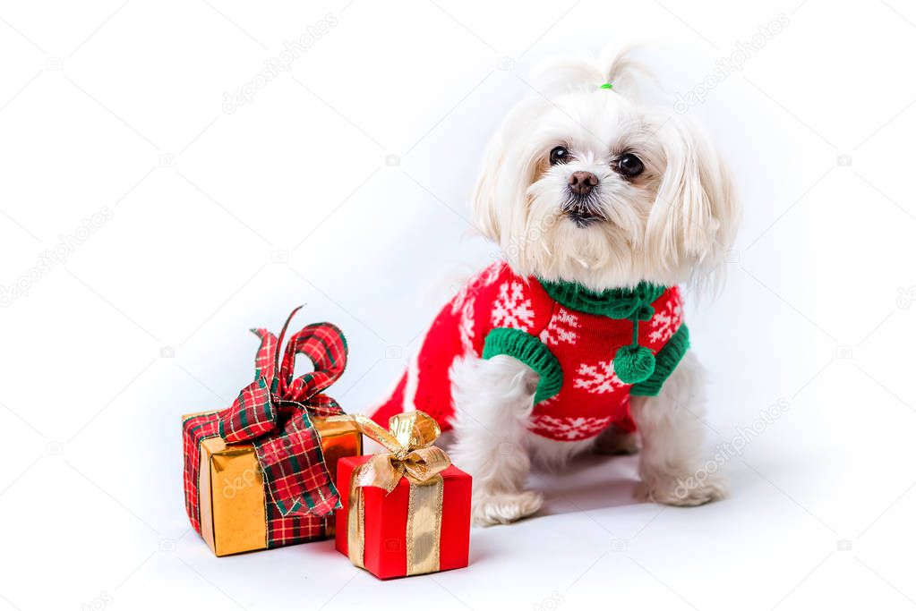 a little white shaggy dog in a New Year's suit is sitting. Nearby are boxes with a gift. White background