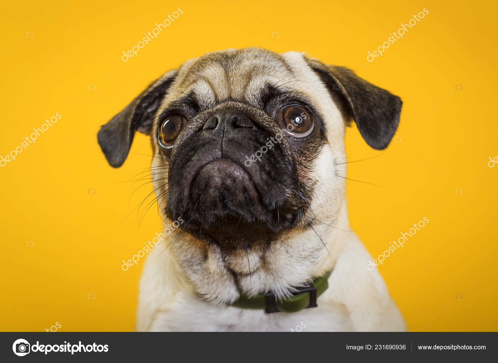 little dog muzzle