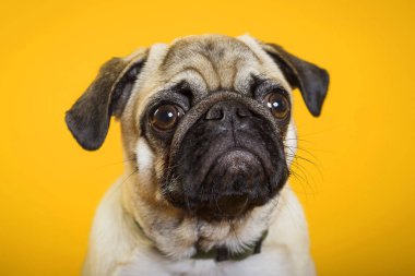 sarı bir arka plan üzerinde köpek pug. küçük köpek. Köpeğin kafası. köpek namlu 
