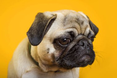 sarı bir arka plan üzerinde köpek pug. küçük köpek. Köpeğin kafası. köpek namlu 