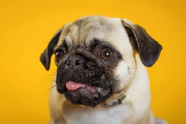 dog pug on a yellow background. little dog. dog's head. dog muzzle with pink tongue