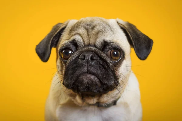 sarı bir arka plan üzerinde köpek pug. küçük köpek. Köpeğin kafası. köpek namlu 