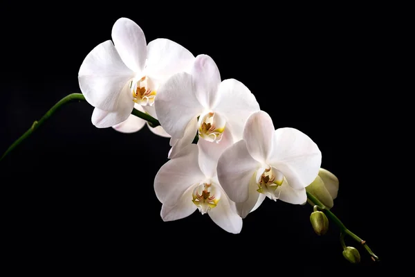 Ramo Florescendo Orchids Brancos Fundo Preto Com Hastes Buds Verdes — Fotografia de Stock