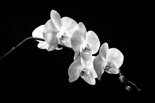 Kwitnący Gałęzi Storczyków Biały Czarnym Tle Pędy Pąki — Zdjęcie stockowe