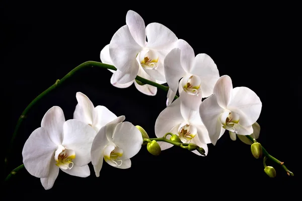 Ramo Florescendo Orchids Brancos Fundo Preto Com Hastes Buds Verdes — Fotografia de Stock