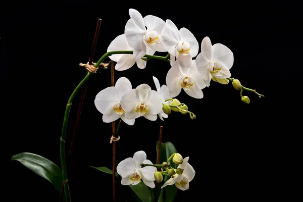 Ramo Florescendo Orchids Brancos Fundo Preto Com Hastes Buds Verdes — Fotografia de Stock