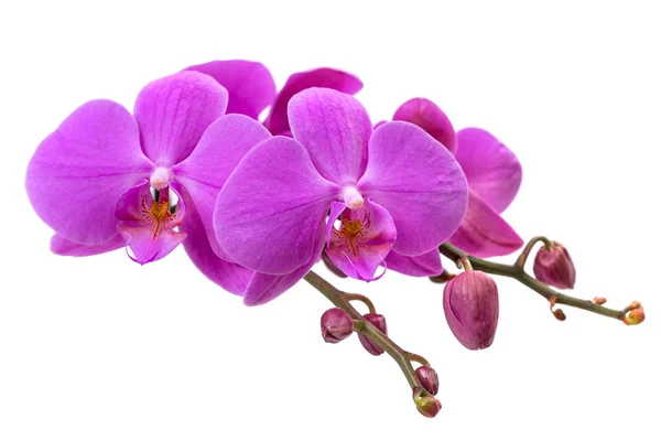 Orquídea Rosa Fundo Branco — Fotografia de Stock