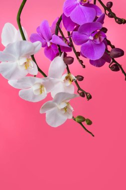 pembe backgroundblooming dalları kaynaklanıyor ve tomurcukları pembe bir arka plan üzerinde beyaz ve mor orkide üzerinde beyaz ve mor orkideler