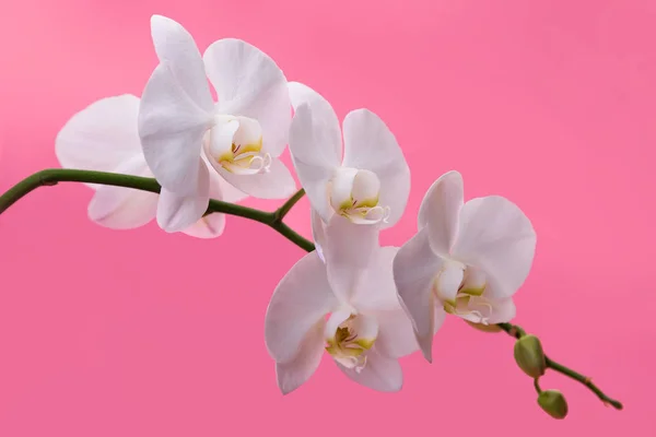 Orquídeas Brancas Ramo Flor Fundo Rosa Orquídeas Brancas Fundo Rosa — Fotografia de Stock