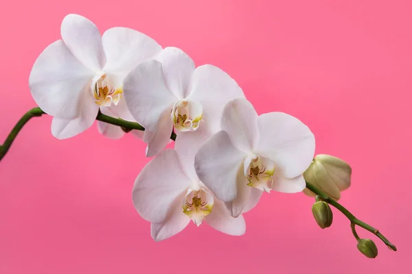 white orchids on a pink backgroundblooming branch of white orchids on a pink background with stems and buds