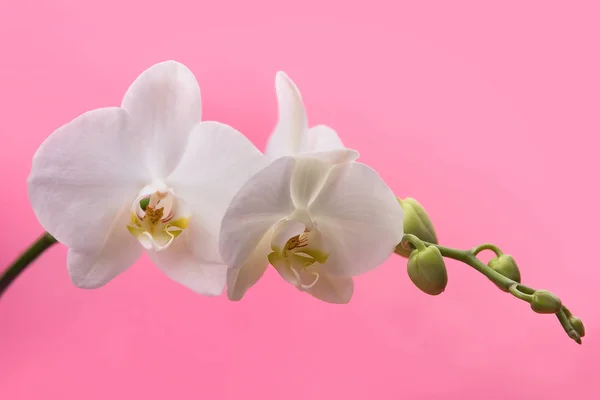 white orchids on a pink backgroundblooming branch of white orchids on a pink background with stems and buds