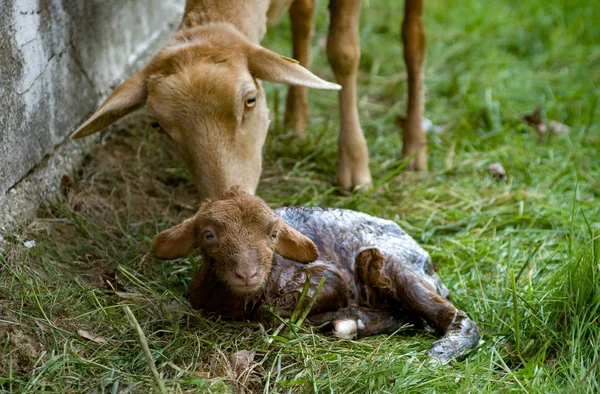 Fåren Och Hennes Bara Född Lamm Fåren Dränker Hennes Cub — Stockfoto