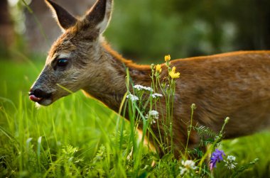 yeşil çim ve çayır çiçekli bir çayırda küçük geyik
