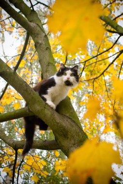 kedi bir ağaç üzerinde. Sonbahar