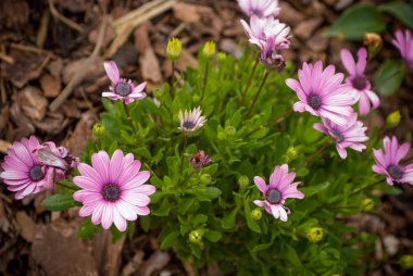 Bahçe çiçek leylak bush 