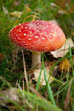 Amanita çim