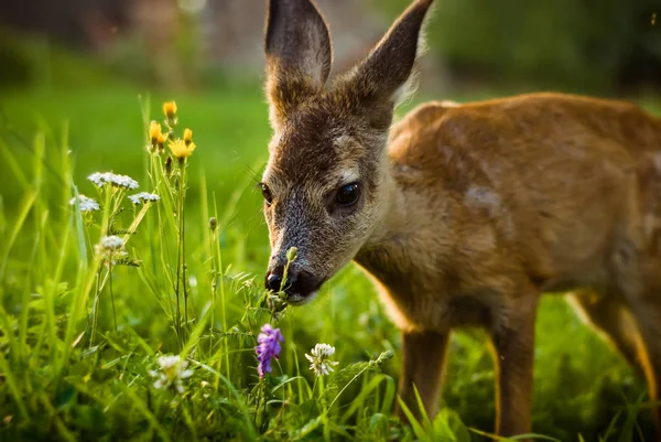 Kleine Herten Een Weide Met Groen Gras Weiland Bloemen — Stockfoto