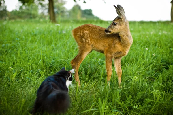 Fawn Gato Amizade Animal — Fotografia de Stock