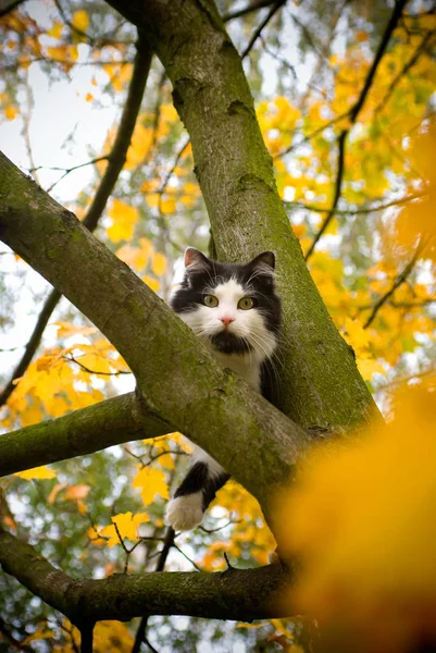 Кошка Дереве Осень — стоковое фото