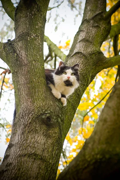 Кошка Дереве Осень — стоковое фото