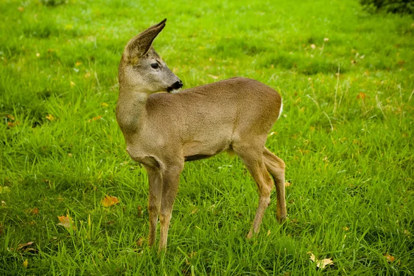 Little Deer Meadow Green — Stock Photo, Image