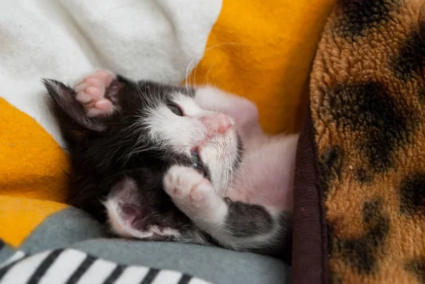 Gattino Dormire Sul Cuscino — Foto Stock