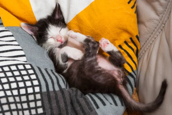 little kitty sleeping on the pillow