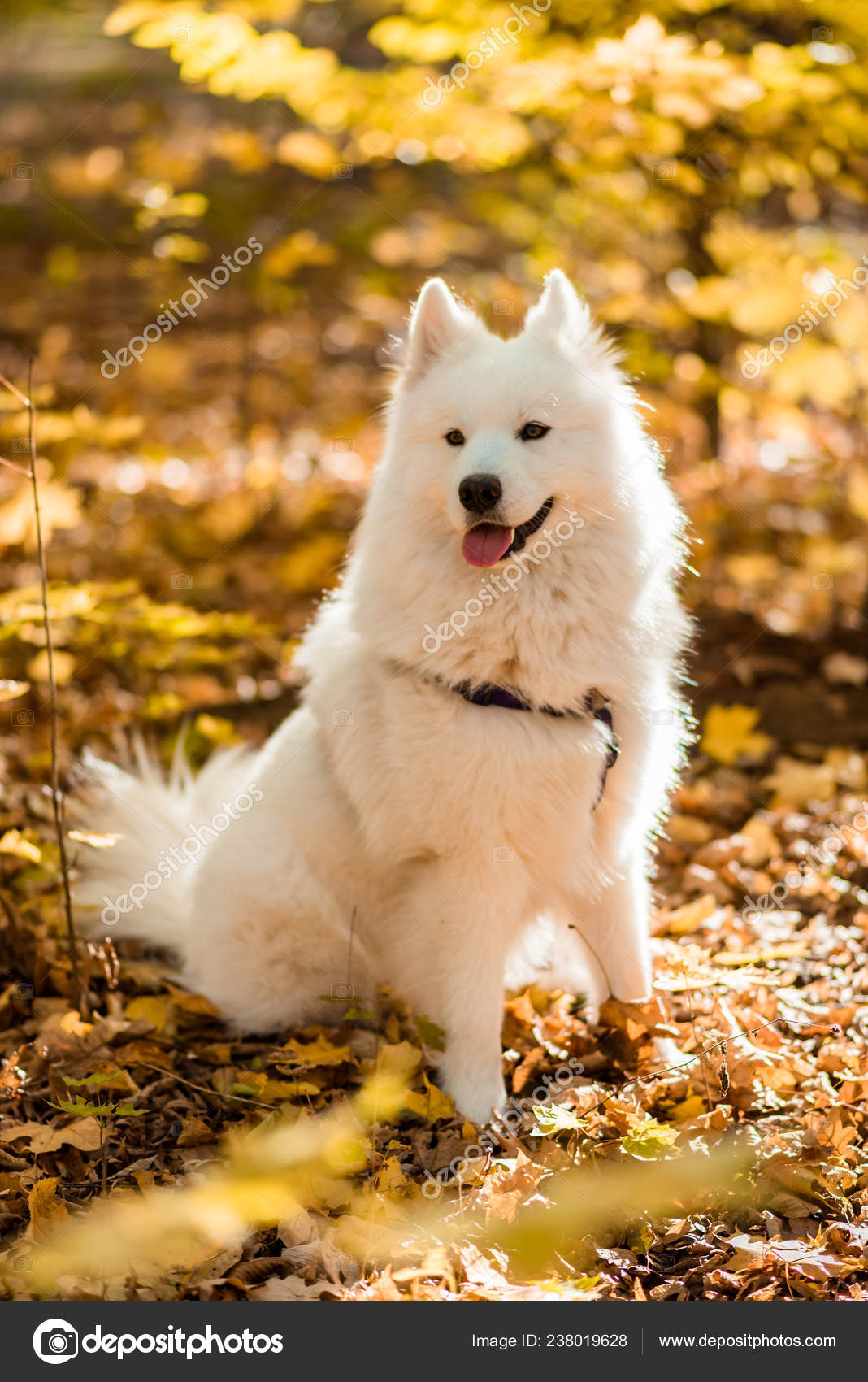 Dog Breed Samoyed Husky White Long Haired Dog Autumn Forest Stock Photo by  ©nataliyaschmidt 238019628
