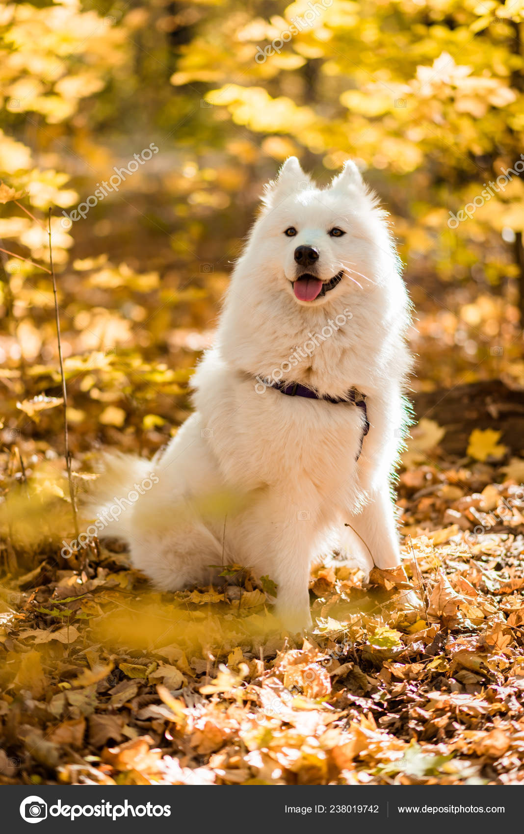 Dog Breed Samoyed Husky White Long Haired Dog Autumn Forest Stock Photo by  ©nataliyaschmidt 238019742