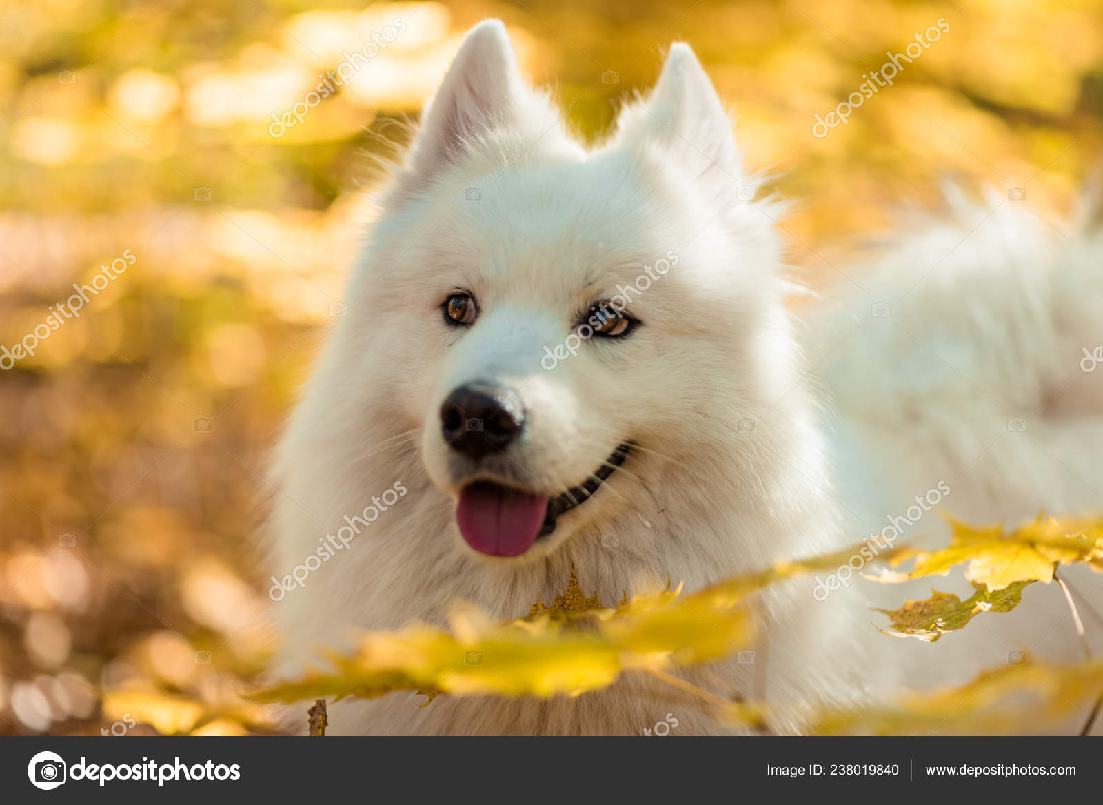 Dog Breed Samoyed Husky White Long Haired Dog Autumn Forest