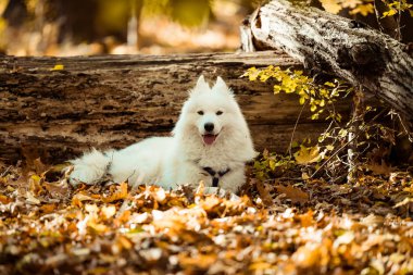 köpek doğurmak samoyed husky. Sonbahar ormanda beyaz uzun kıl köpek