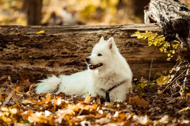 köpek doğurmak samoyed husky. Sonbahar ormanda beyaz uzun kıl köpek