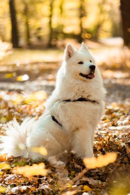 köpek doğurmak samoyed husky. Sonbahar ormanda beyaz uzun kıl köpek