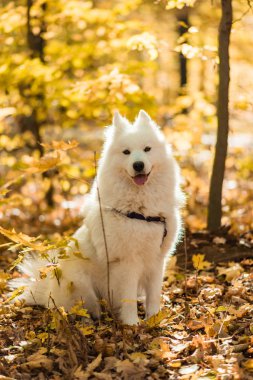köpek doğurmak samoyed husky. Sonbahar ormanda beyaz uzun kıl köpek