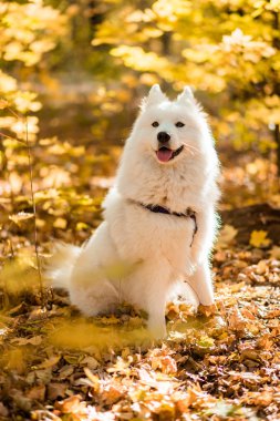 köpek doğurmak samoyed husky. Sonbahar ormanda beyaz uzun kıl köpek