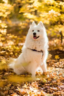 köpek doğurmak samoyed husky. Sonbahar ormanda beyaz uzun kıl köpek