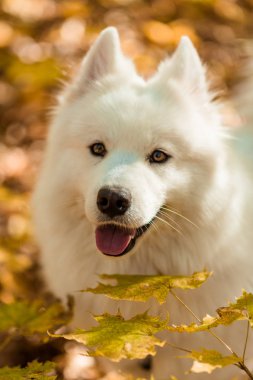 köpek doğurmak samoyed husky. Sonbahar ormanda beyaz uzun kıl köpek