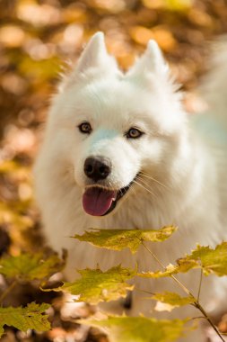dog breed samoyed husky. Beautiful big white dog. White long haired dog in the autumn forest
