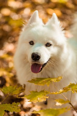 dog breed samoyed husky. Beautiful big white dog. White long haired dog in the autumn forest