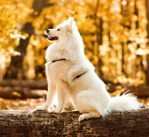 Hund Race Samoyed Husky Hvid Langhåret Hund Efteråret Skov - Stock-foto