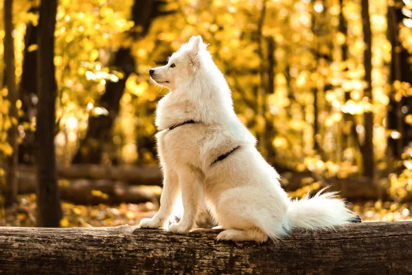 Kutya Tenyészt Szamojéd Husky Őszi Erdő Fehér Hosszú Hajú Kutya — Stock Fotó