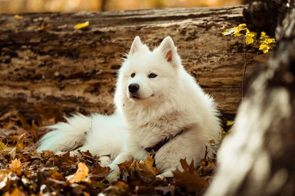 Kutya Tenyészt Szamojéd Husky Őszi Erdő Fehér Hosszú Hajú Kutya — Stock Fotó