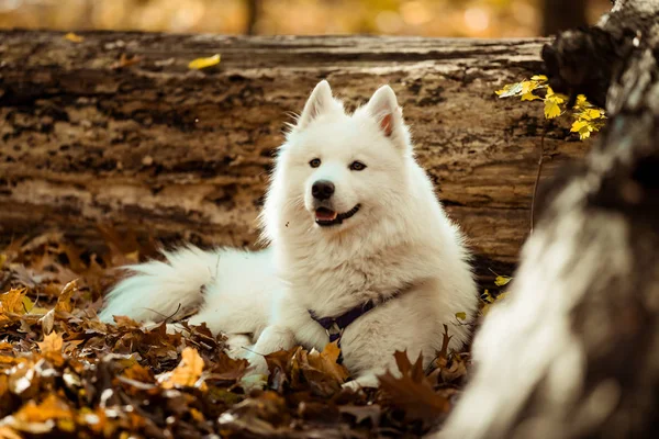 Kutya Tenyészt Szamojéd Husky Őszi Erdő Fehér Hosszú Hajú Kutya — Stock Fotó