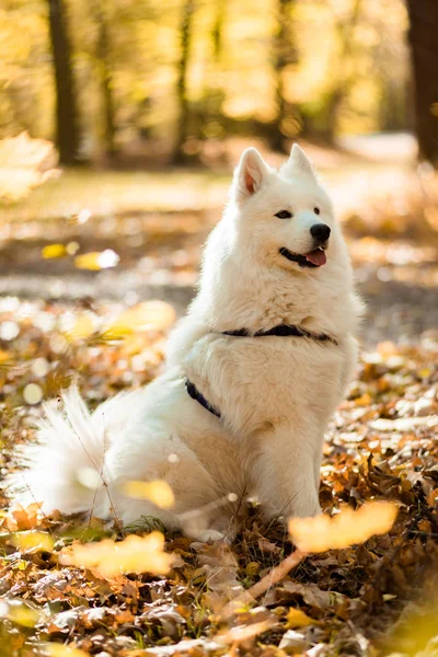 Dog Breed Samoyed Husky White Long Haired Dog Autumn Forest — Stock Photo, Image